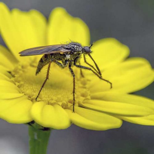 Mosquitoes Be Gone